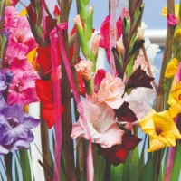 Gladiool gemengd