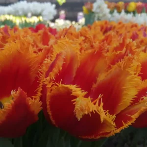 Tulp gefranjerd Fabio