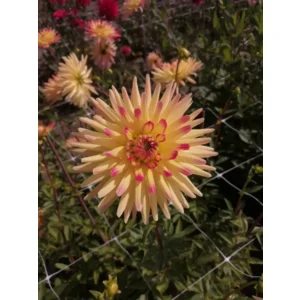 Dahlia Bridge View Aloha