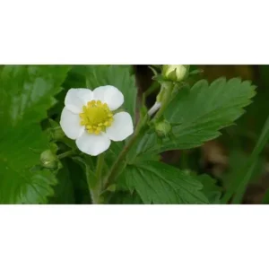 10x aardbeiplanten Fragaria 'Mount Ome