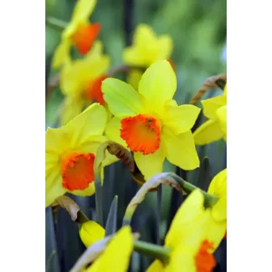 Narcis Red Devon