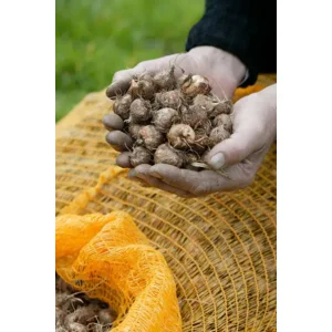 Crocosmia (Montbretia) gemengd