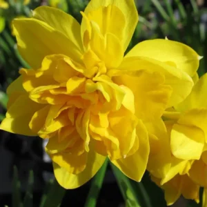 Botanische Narcis Tête Bouclé