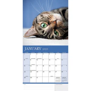 Kalender - 2023 - Cats - 30,5x30,5cm