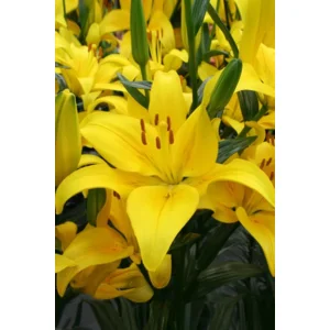 Lelie (lilium) Yellow County