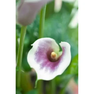 Zantedeschia (Calla) Picasso