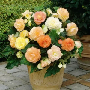 Begonia Pastel
