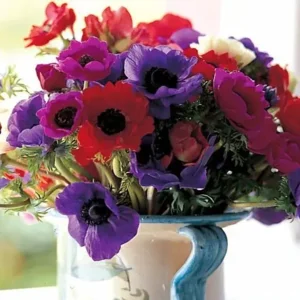 Anemonen de Caen gemengd