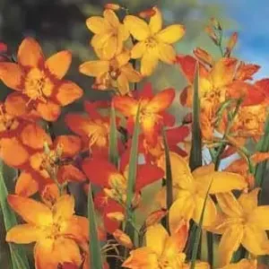 Crocosmia (Montbretia) gemengd