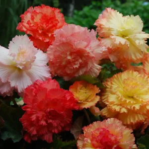 Begonia Samba