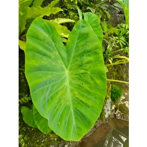 Colocasia Esculenta