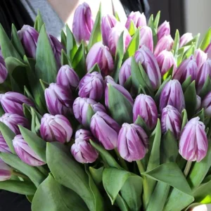 Tulp Triumph  Flaming Flag