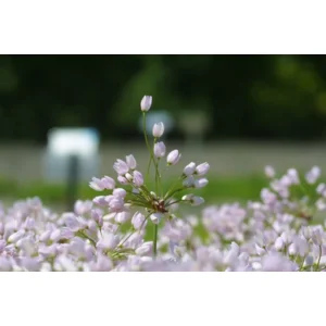 Allium Roseum