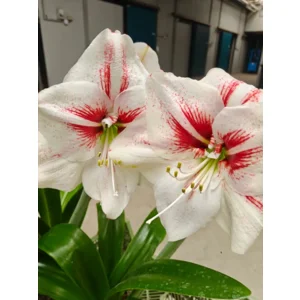 Amaryllis (Hippeastrum) Elsa