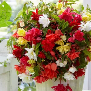 Begonia Pendula Gemengd