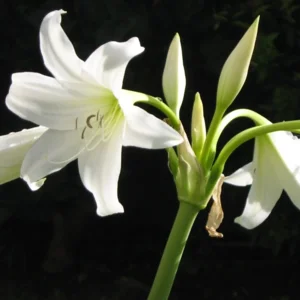 Crinum Powellii Album