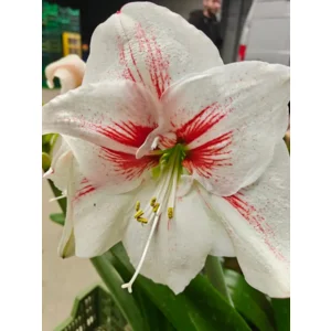 Amaryllis (Hippeastrum) Elsa