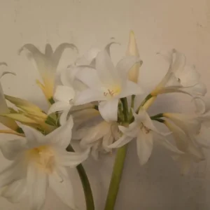 Amaryllis Belladonna White Queen