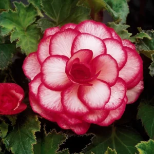 Begonia Bouton de Rose