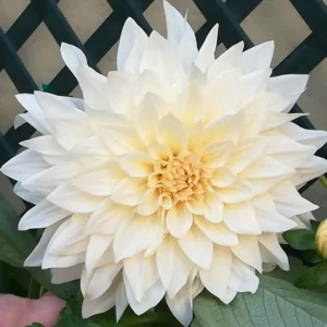 Dahlia Café au lait