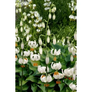 Lilium (lelie) Martagon Snowy Morning