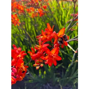 Crocosmia Scorchio