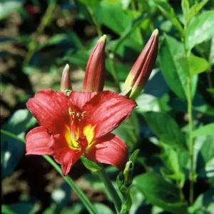 Hemerocallis Pardon Me