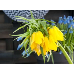 Fritillaria Lutea