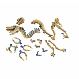 3D houten dino skelet puzzel - Velociraptor