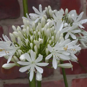 Agapanthus wit