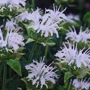 Monarda Schneewittchen