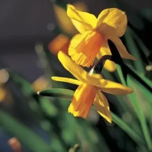Botanische Narcis Jetfire
