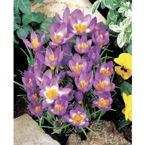 Botanische Krokus Tricolor