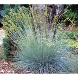 10x Festuca glauca 'Elijah Blue'