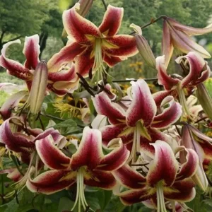 Lilium (lelie) Scheherazade