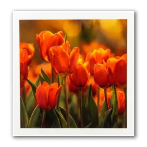 Kaart - Paperclip - Call of the wild - Rode tulpen - VB0.0031