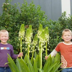 Eucomis pole-evansii