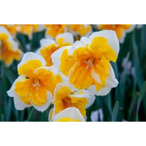 Narcis Orangery