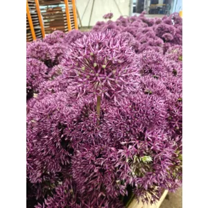 Allium Jackpot