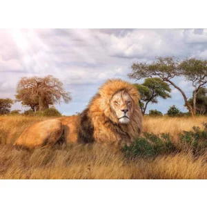 Clementoni High Quality collection puzzel - Koning leeuw - 1000 stukjes