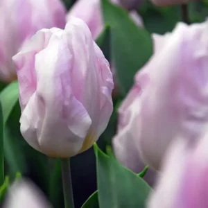 Enkele vroege Tulp Candy Prince