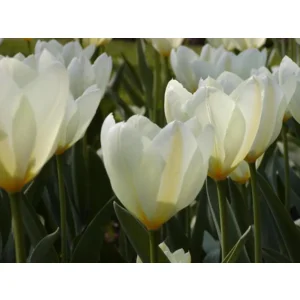 Tulp Fosteriana Purissima