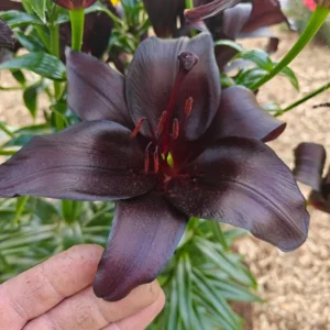 Lilium (lelie) Blacklist