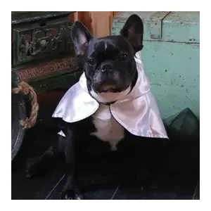 Croci Hondencape Ticky Ghost 25 cm