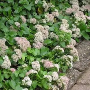 7x Sedum populifolium