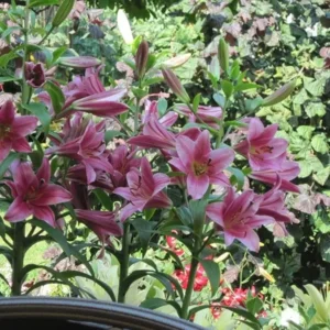 Lilium (lelie) Purple Prince