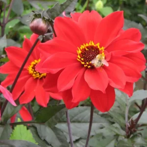 Dahlia Bishop of Llandaff