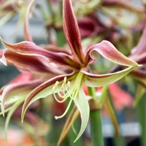 Amaryllis (Hippeastrum) La Paz