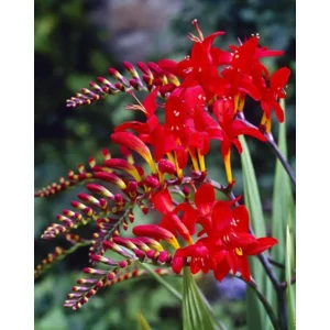 Crocosmia Lucifer