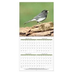 Kalender - 2026 - Zangvogels - 30x30cm